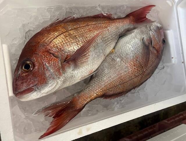 真鯛
